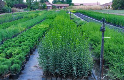 Лигуструм „Ligustrum ovalifolium“
