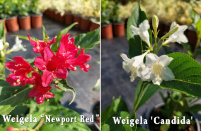 Вайгела (Weigela)
