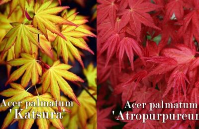 Червенолистен японски клен (Acer palmatum atropurpureum)