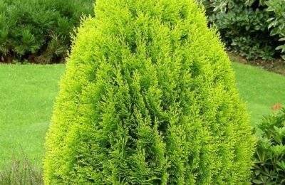 Източна Туя „Ауреа Нана“ (Thuja Orientalis Aurea Nana)