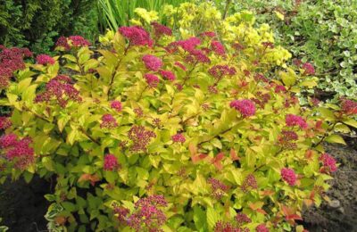 Японска спирея Голден принцес “ Spiraea japonica Golden princess ‘