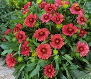 Гайлардия / Gaillardia