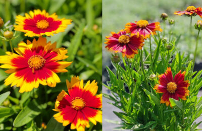 Кореопсис двуцветен / Coreopsis grandiflora ‘Sunfire’