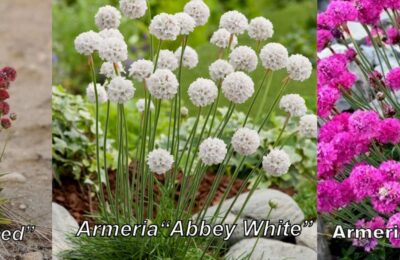 Armeria maritima / Армерия