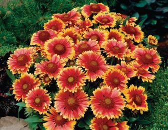 Гайлардия/Gaillardia aristata Guapa Flamenco Bicolour