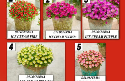 Делосперма / Delosperma