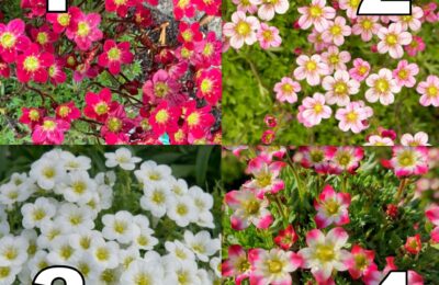 САКСИФРАГА , КАМЕНОЛОМКА (SAXIFRAGA)