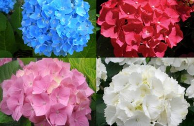 Хортензия / Hydrangea macrophylla