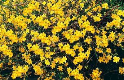 Жасмин (Jasminum revolutum)