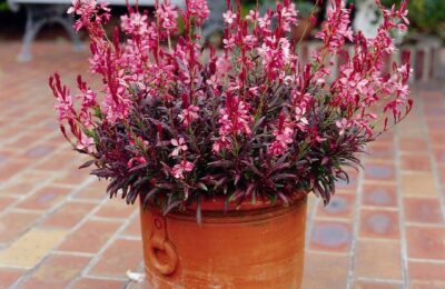 Гаура/Gaura lindheimeri Gaudi Compact Red