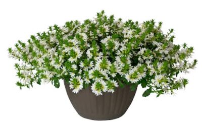 Скаевола/Scaevola aemula Fancy White