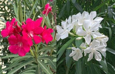 Олеандър (Лян, Зокум)/Nerium oleander