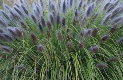 Пенисетум – Pennisetum alopecuroides ‘Black Beauty’