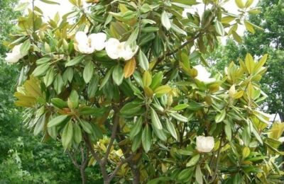 Магнолия Грандифлора / Magnolia Grandiflora /