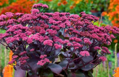 Sedum Cherry Chocolate’- Седум Черешов Шоколад