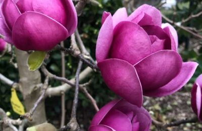 Магнолия „Black Tulip“ (Черно лале)