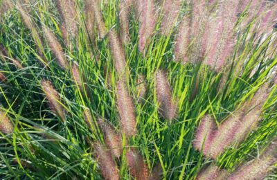 Пенисетум – Pennisetum alopecuroides ‘Black Beauty’