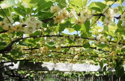 Киви (Jenny Actinidia deliciosa)