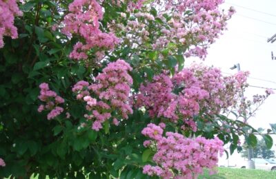 Индийският люляк (Lagerstroemia indica)