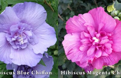 Хибискус Hibiscus syriacus ‘Blue Chiffon’ и Hibiscus Magenta Chiffon