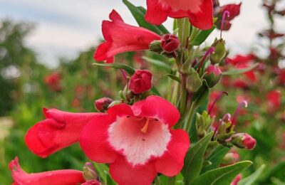 Пенстемон /Penstemon hartwegii ‘Polaris Red’