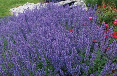 Непета /Nepeta faassenii ‘Walker’s Low’ (котешка мента)