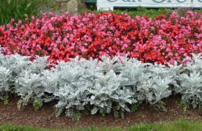 Цинерария  Cineraria maritima Quick Silver Compact