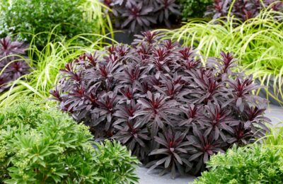 Euphorbia characias Miners Merlot – Еуфорбия Miners Merlot