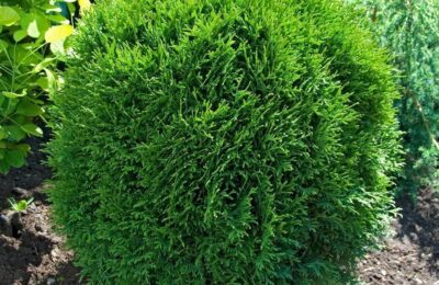 Западна Туя Малкият великан  „Thuja occ. Little Giant“