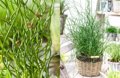 Юнкус/Спираловидна дзука/ – Juncus effusus