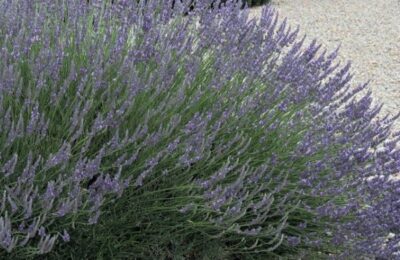 Лавандула (Lavandula intermedia ‘Grosso’)