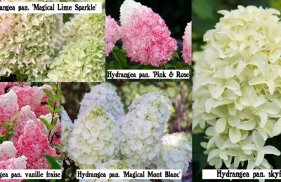 Хортензии за слънце ( Hydrangea paniculata )