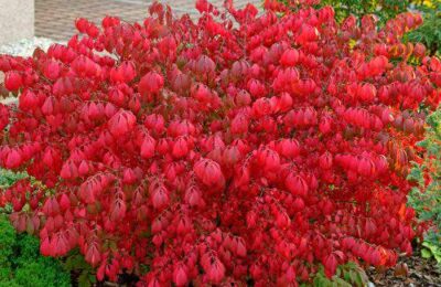 Евонимус Огнен храст / Euonymus alatus