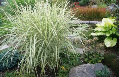 Мискантус вариегатен (Miscanthus variegated)