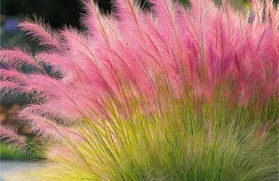 Мюленбергия / Muhlenbergia capillaris