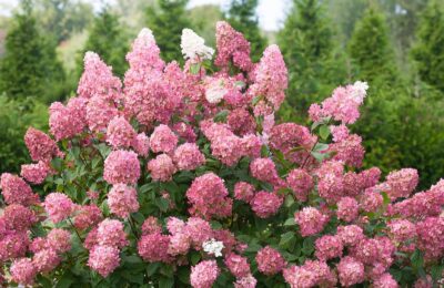 Хортензия за слънце „Pink Lady“