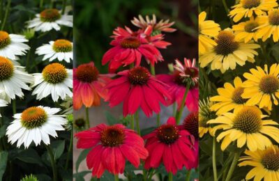 Ехинацея / Echinacea