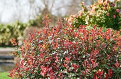 Фотиния „Magical Volcano“ (Photinia × fraseri ‘Magical Volcano)
