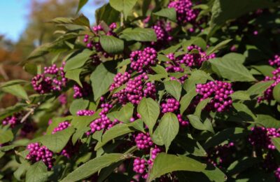 Каликарпа (Callicarpa bodinieri ‘Profusion’)