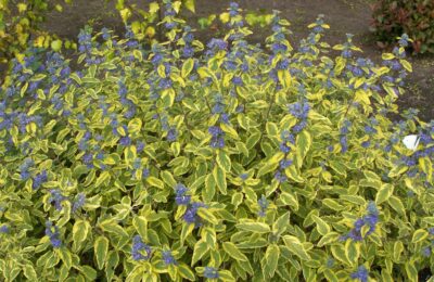 Кариоптерис/Caryopteris cland. ‘Summer Sorbet’