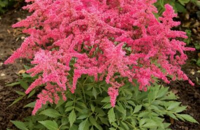 Астилбе  (Astilbe arendsii ‘Astary’)