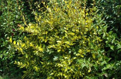 Миризлива върба ( Elaeagnus Limelight)