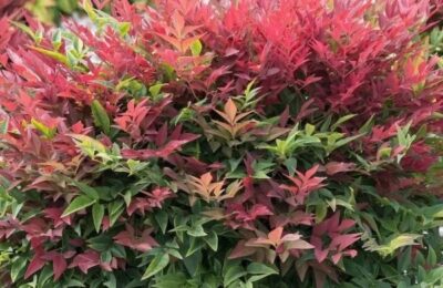 Нандина доместика ‘Ричмънд’ ( Nandina domestica ,, Richmont)