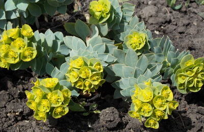 Еуфорбия (Euforbia myrsinites) Мирсинитска млечка