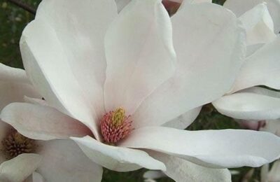 Магнолия/Magnolia x soulangeana ‘Alba Superba’
