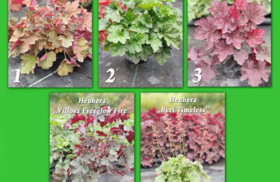 Хойхера(Heuchera)