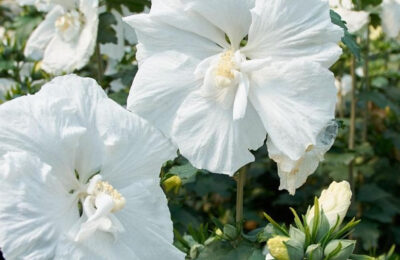Хибискус – Дървовидна ружа (Hibiskus syriacus white)
