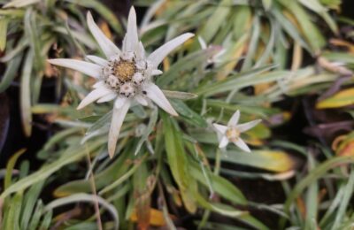 Еделвайс (Leontopodium alpinum)