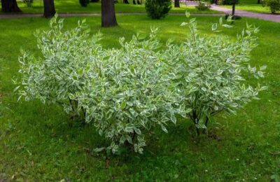 Сибирски Дрян – Cornus Alba Elegantissima