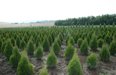 Западна туя Смарагд (Thuja occidentalis Smaragd)